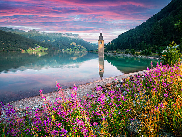 versunkener Turm im Reschensee und lila Blumenwiese