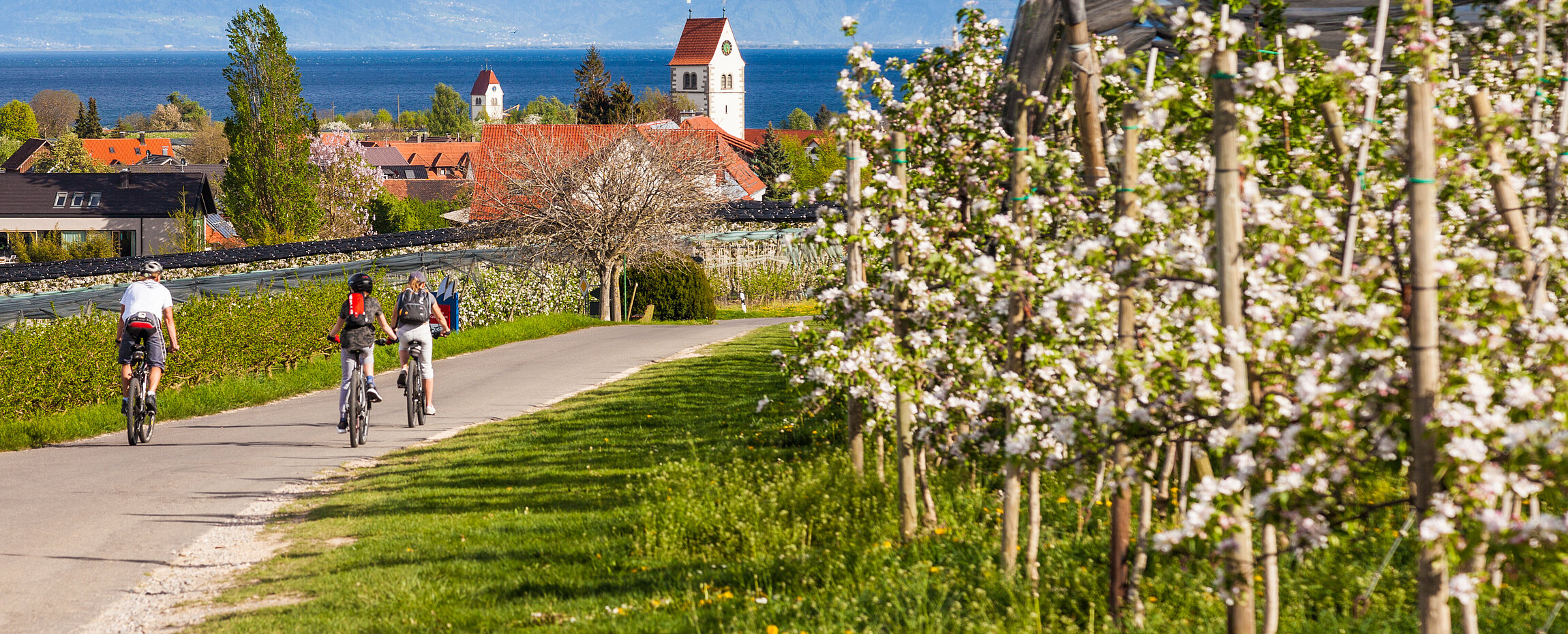 Radfahrer am Bodensee bei Immenstaad neben blühenden Apfelbäumen und der St.-Jodokus-Kirche im Hintergrund.