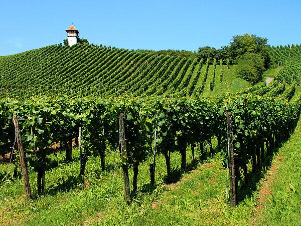Weinbau in Hagnau am Bodensee