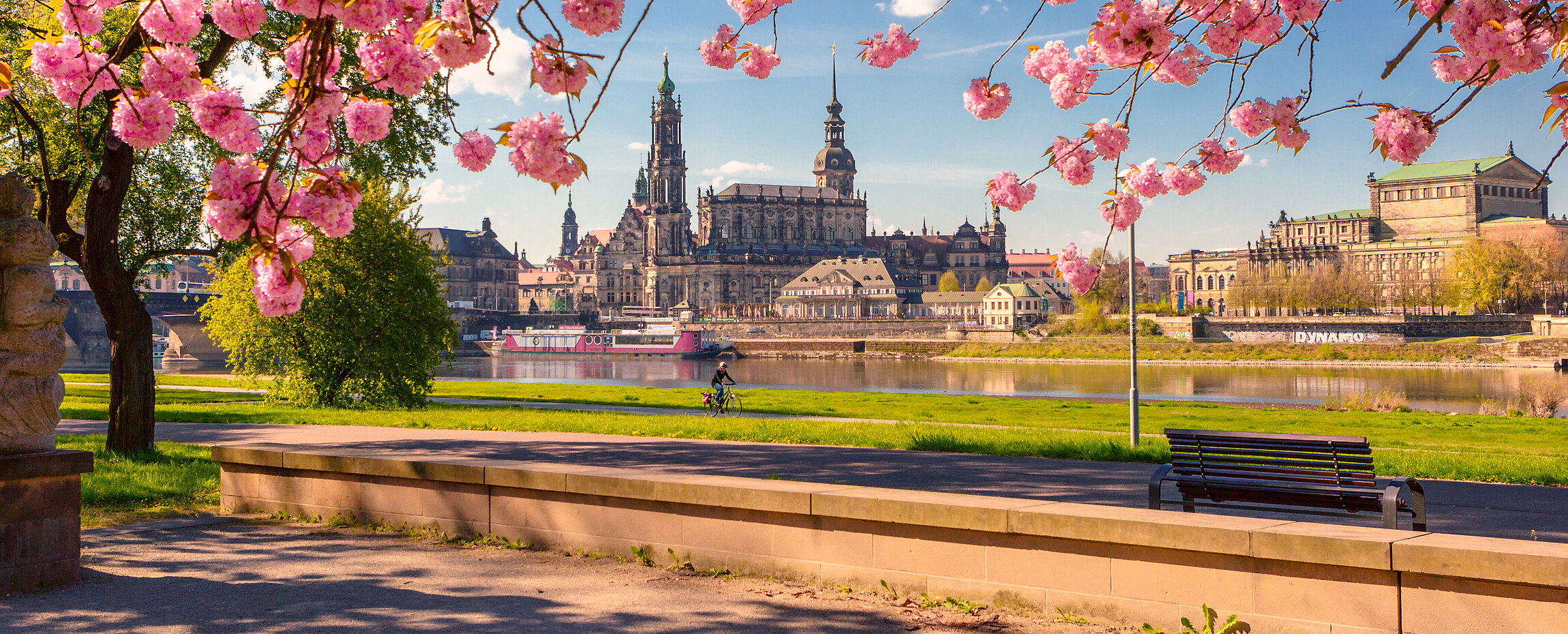 Rosa Blüten auf Bäumen in Dresden.