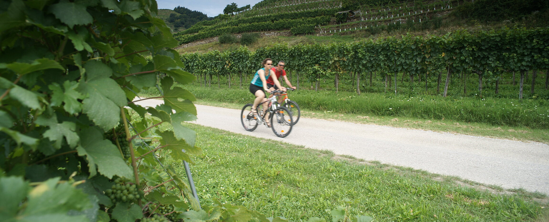 Radfahrer in der Wachau auf der Strecke Passau–Wien entlang der Donau, mit Weinbergen im Hintergrund.