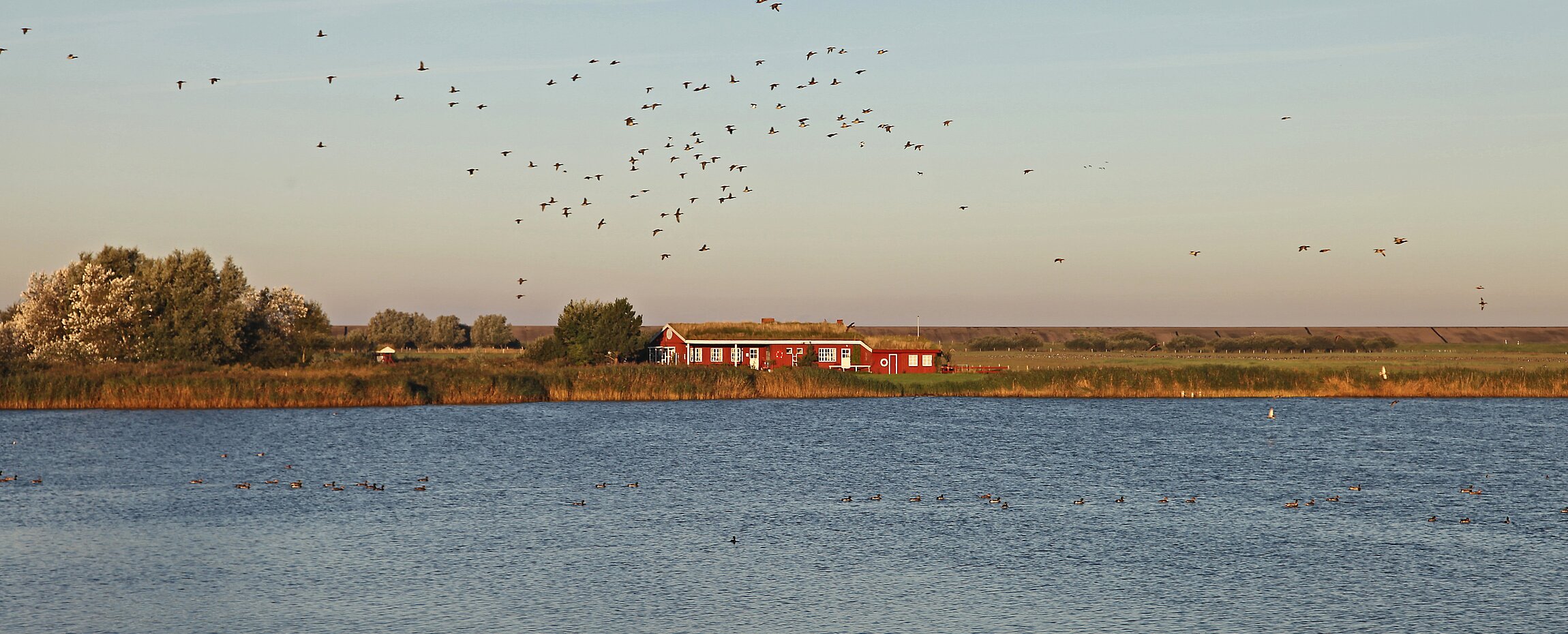 Katinger Watt Tönning