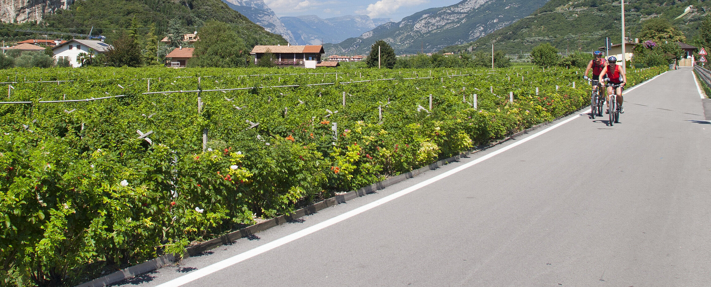 Radler am asphaltierten Etschradweg rundherum grüne Felder und Berge